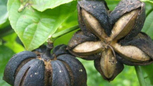 SachaInchi-Nuts-on-Plant